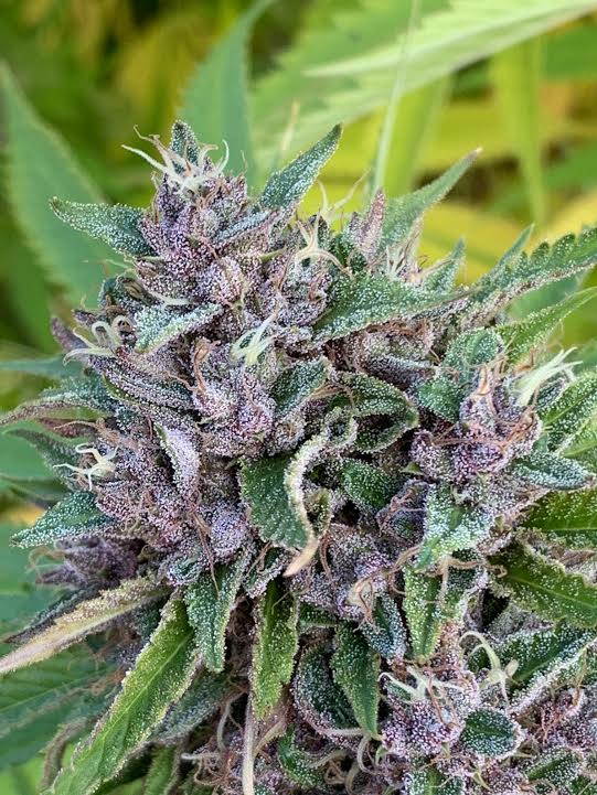 Purple Lemon Chem (Chem ’91 x Summer Sunset OG) 10+ REGS | Artizen Seed ...